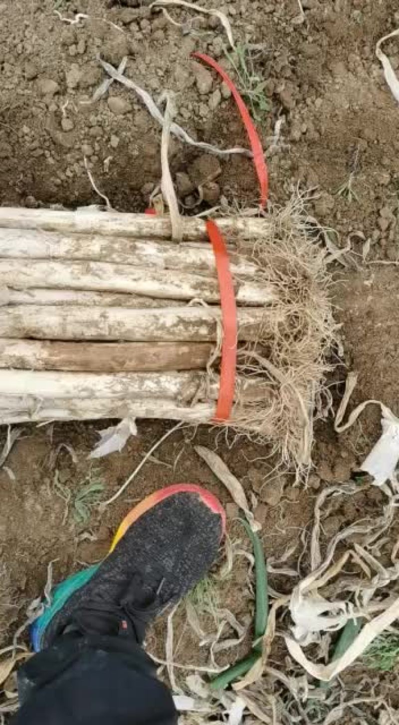 大量批发长白大葱纯白40公分