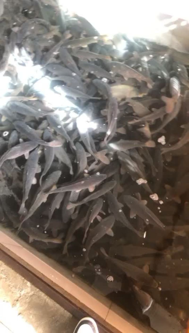 大量批发各种淡水鱼价格时价