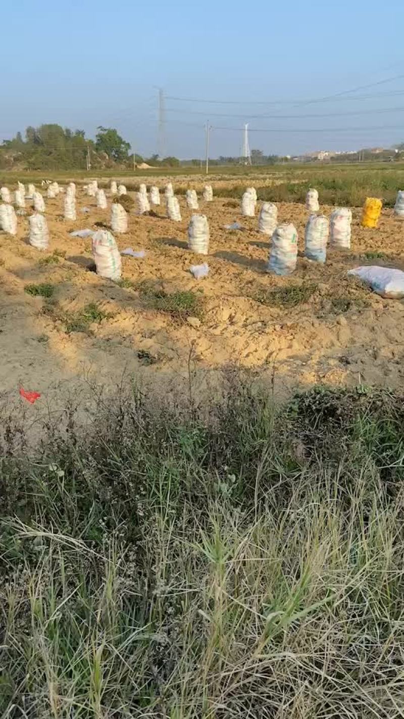 济薯26，工厂货，无虫眼无烂果