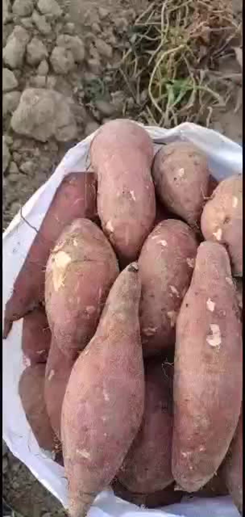 济薯26，工厂货，无虫眼无烂果