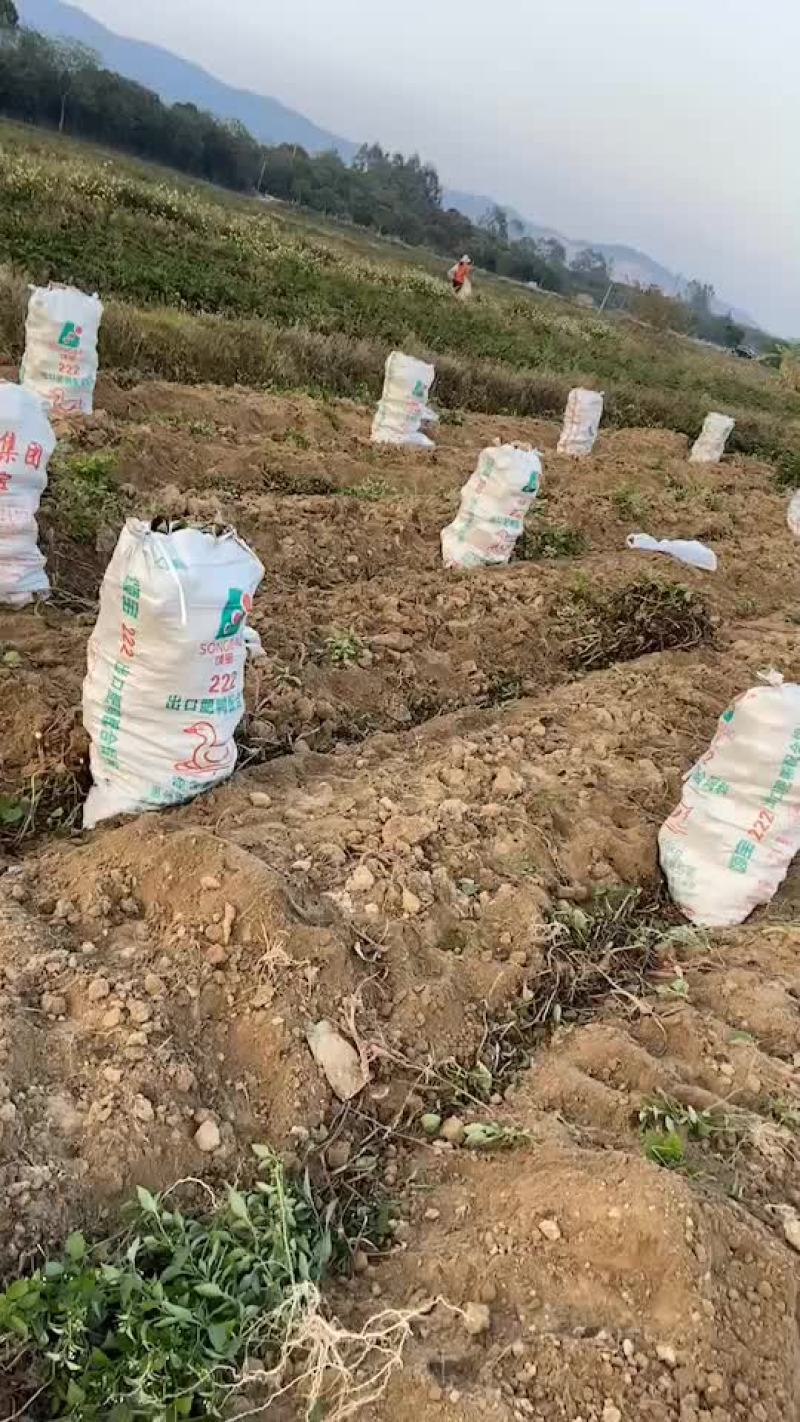 济薯26，工厂货，无虫眼无烂果
