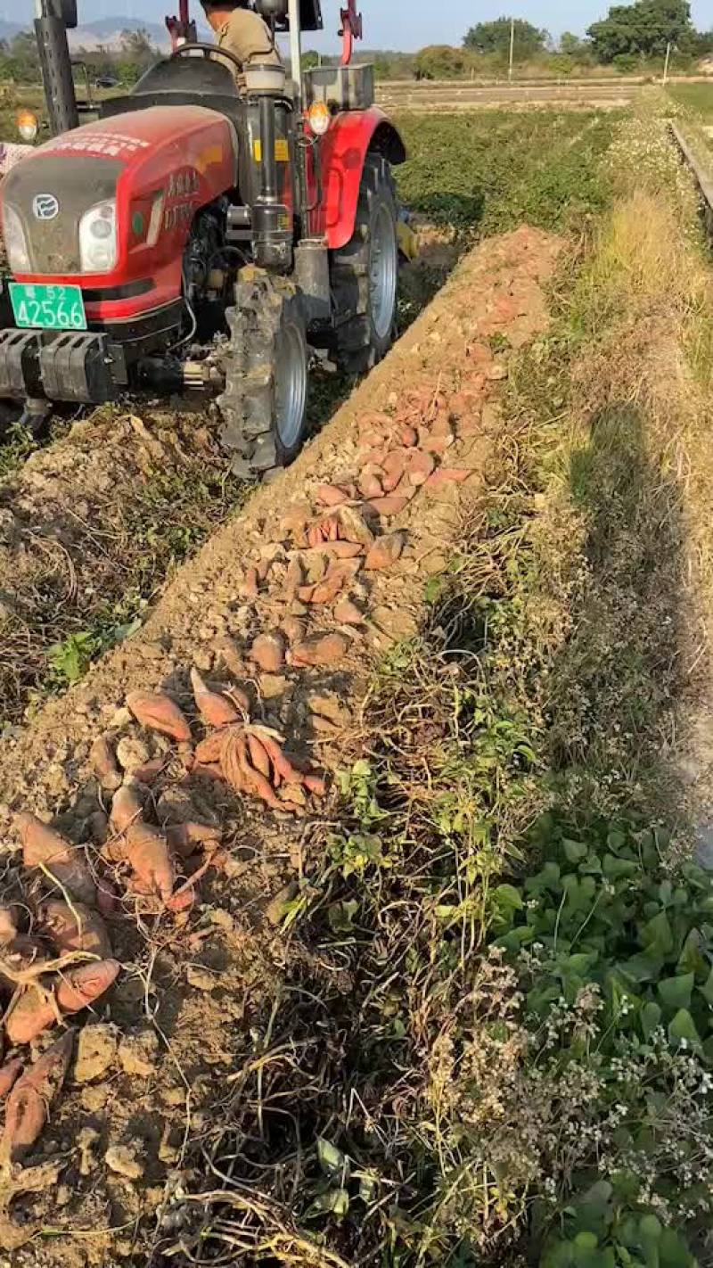 济薯26，工厂货，无虫眼无烂果