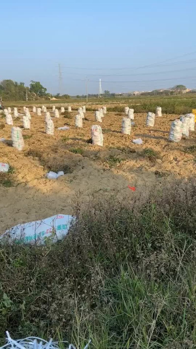济薯26，工厂货，无虫眼无烂果