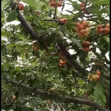 山东樱桃大红灯，产地直销！
