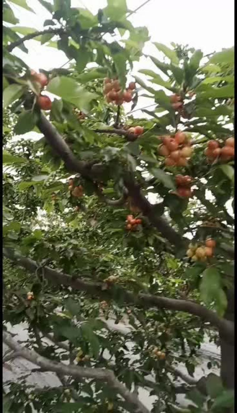 山东樱桃大红灯，产地直销！