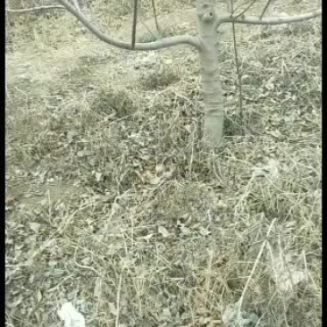 苹果树8910占地树大量有货，要的联系了。