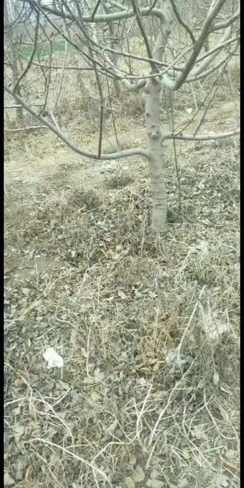 苹果树8910占地树大量有货，要的联系了。