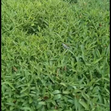马鞭草，自产自销，欢迎订购