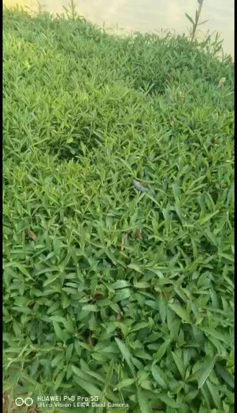 马鞭草，自产自销，欢迎订购