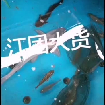 江团鱼批发零售四川重庆贵州客车带货批发零售