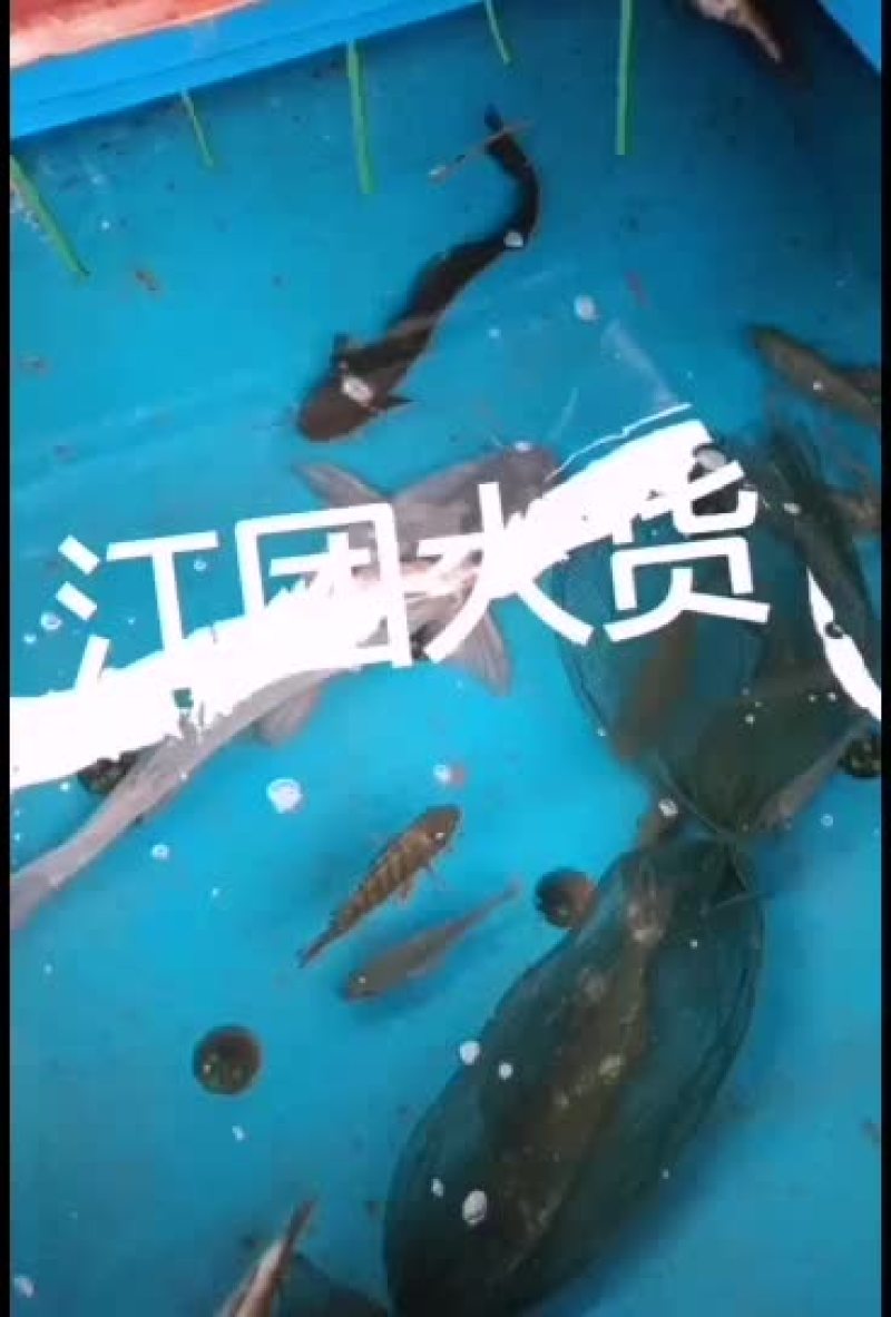 江团鱼批发零售四川重庆贵州客车带货批发零售
