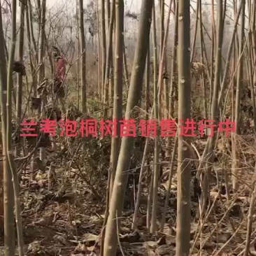 泡桐、多倍体泡桐、兰考泡桐、兰考焦桐