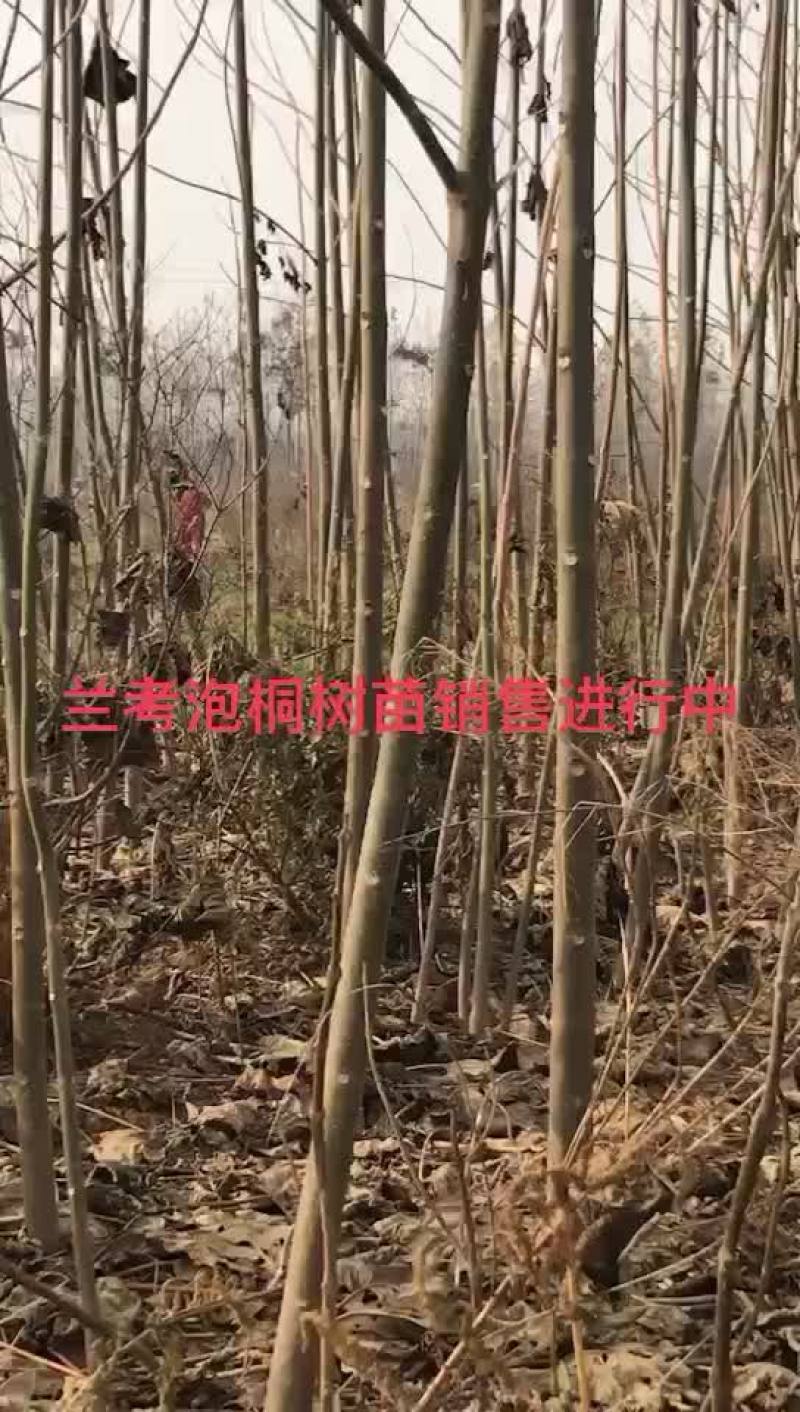 泡桐、多倍体泡桐、兰考泡桐、兰考焦桐