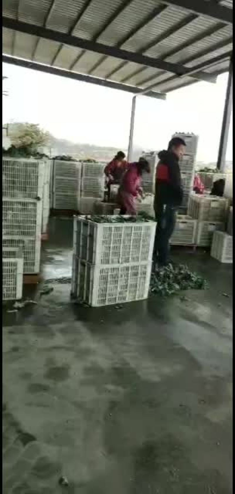 精品西兰花，散装，泡沫箱