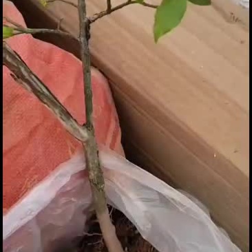 蓝莓树，开花啦。。。。。