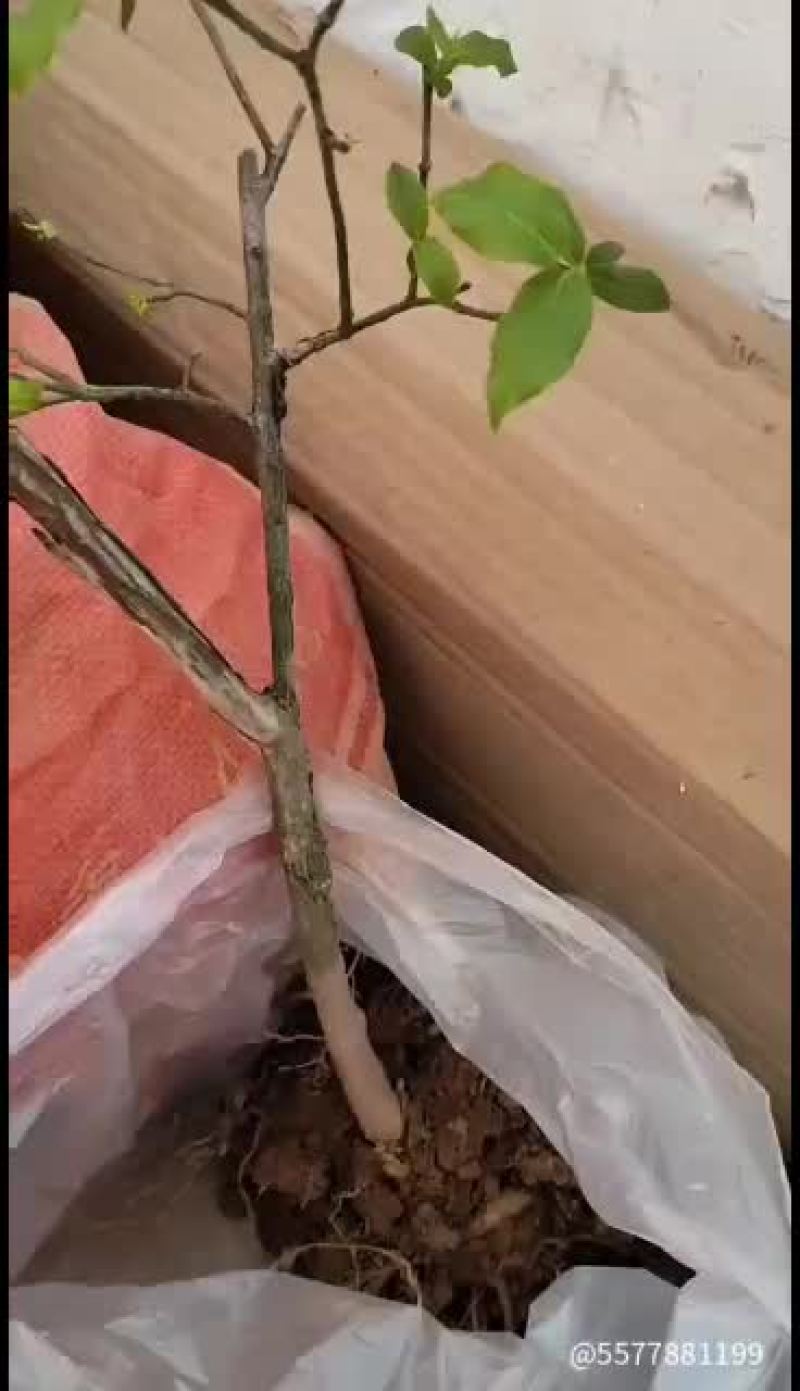 蓝莓树，开花啦。。。。。