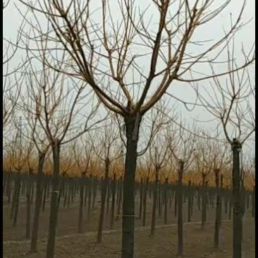 大量供应精品金枝槐高低都有