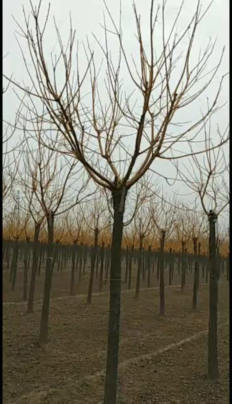 大量供应精品金枝槐高低都有