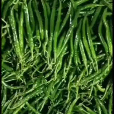 线椒大量起来，欢迎各位老板过来骚扰