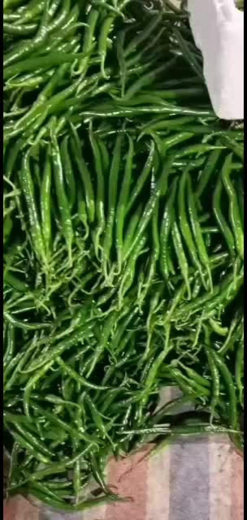 线椒大量起来，欢迎各位老板过来骚扰