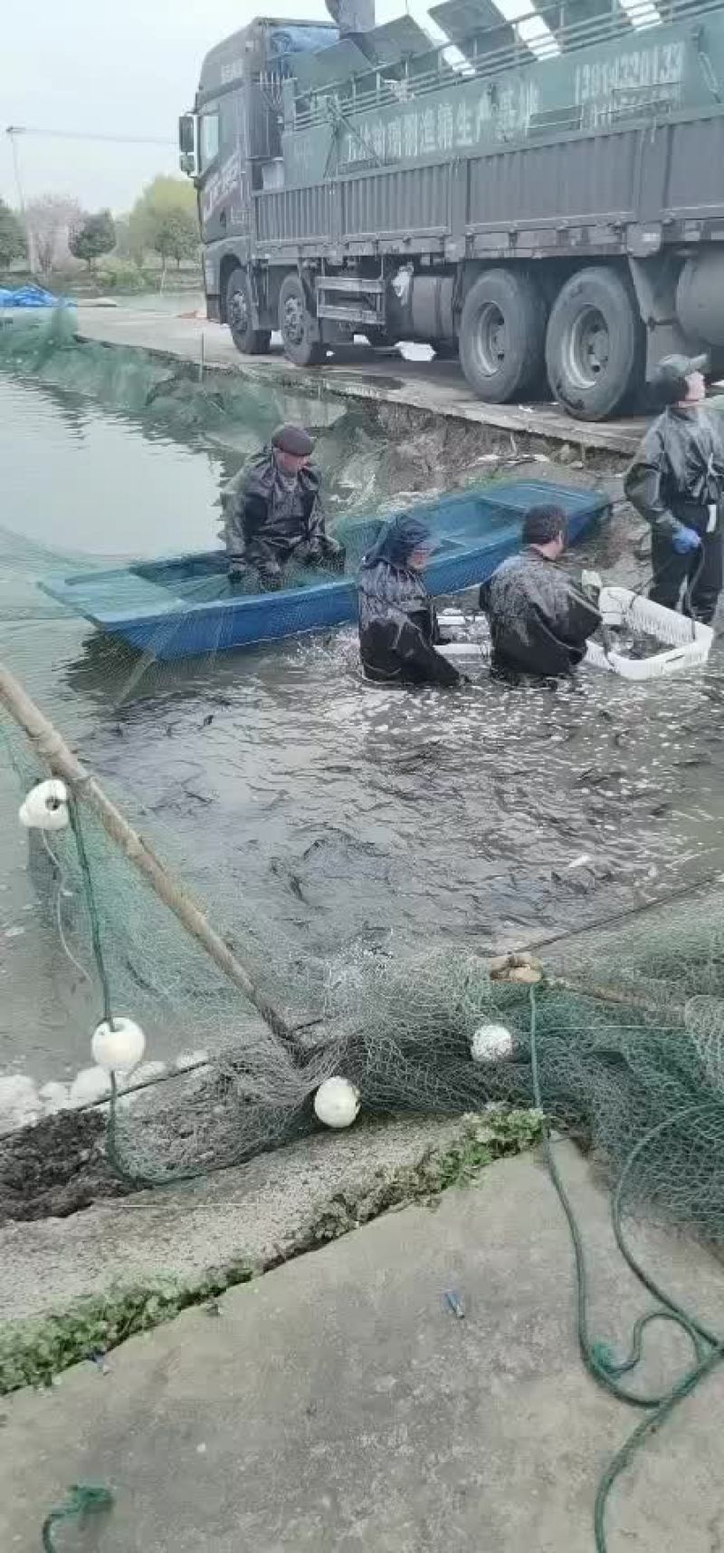 花鲢花鲢苗花鲢鱼苗批发各种鱼苗批发