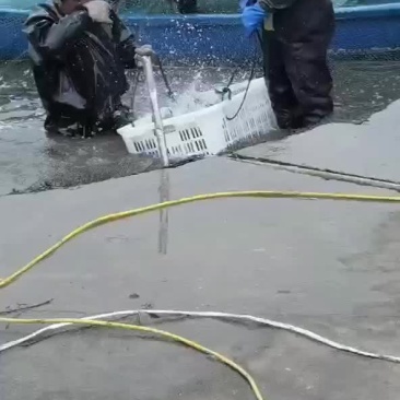 花鲢花鲢苗花鲢鱼苗批发各种鱼苗批发