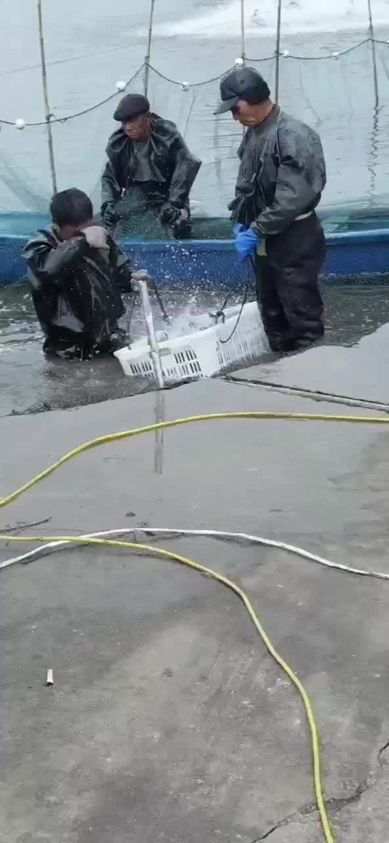 花鲢花鲢苗花鲢鱼苗批发各种鱼苗批发