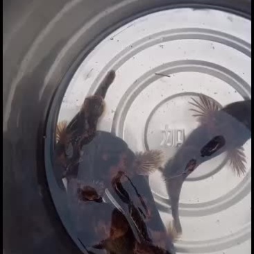 沙塘鳢鱼！石头鱼！鳑鲏