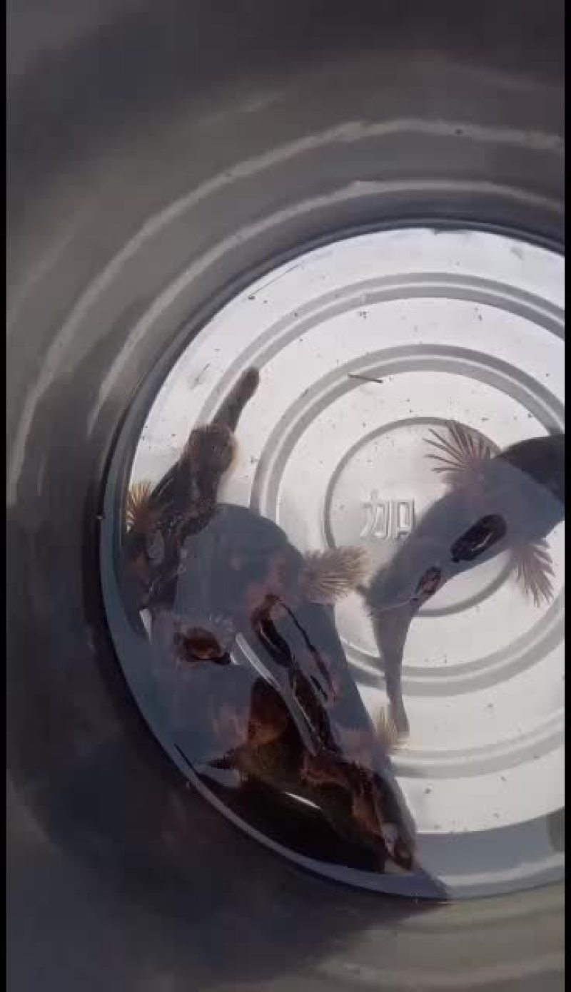 沙塘鳢鱼！石头鱼！鳑鲏