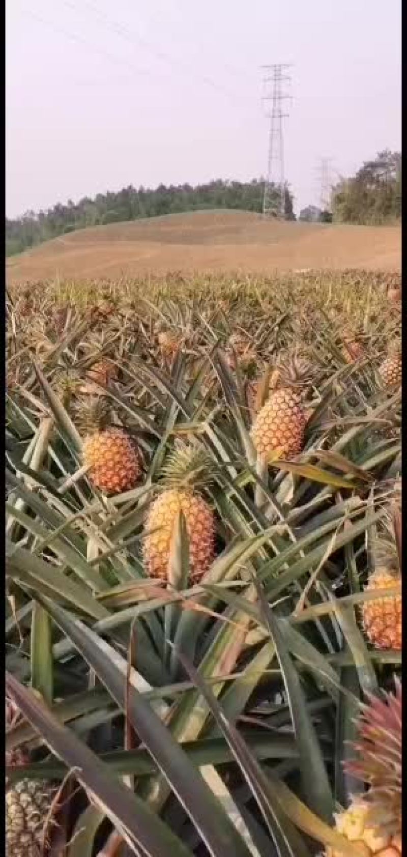 无眼菠萝上市了，欢迎各位老板订购