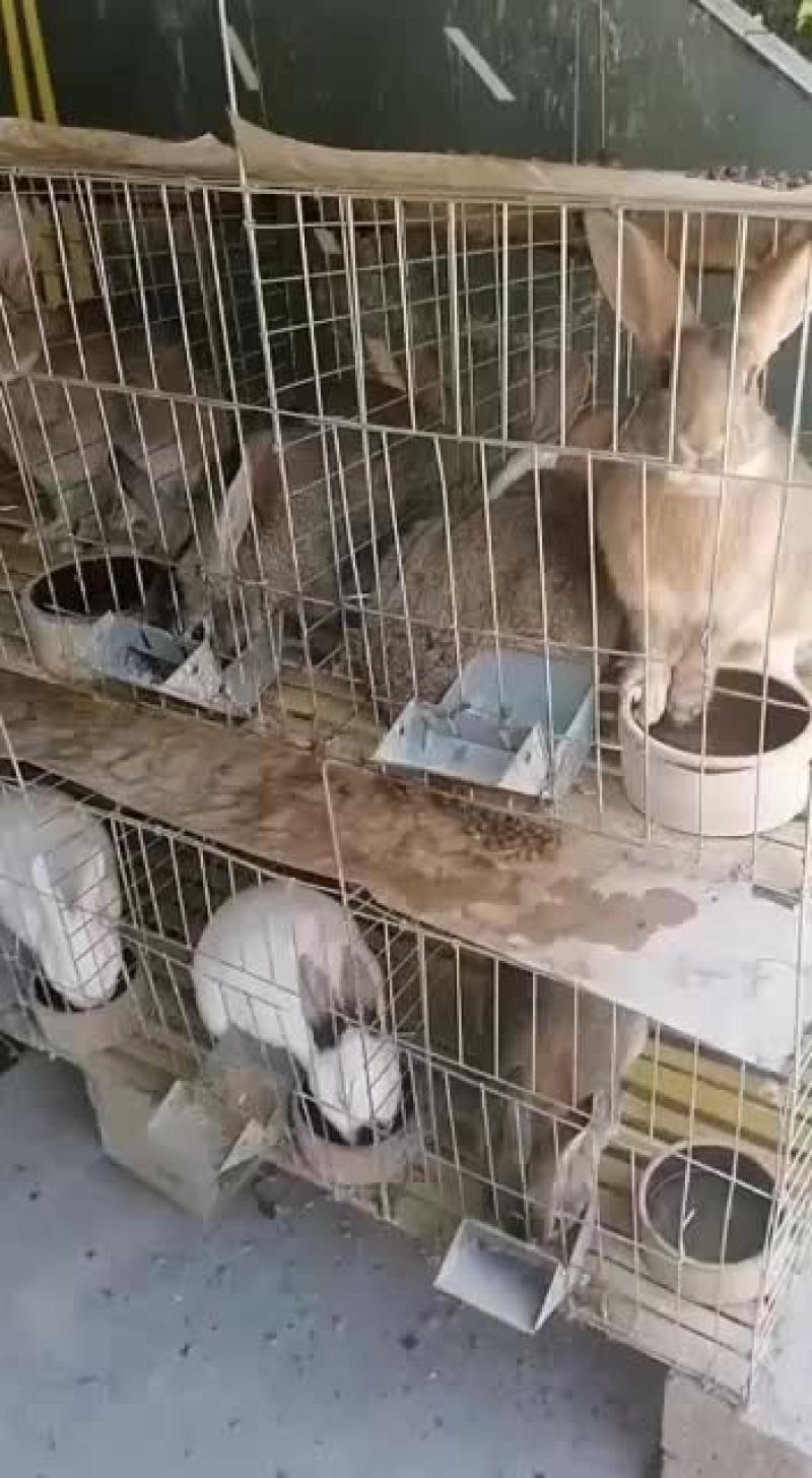你养殖我回收帮你发家致富咱们场免费提供笼子饲料