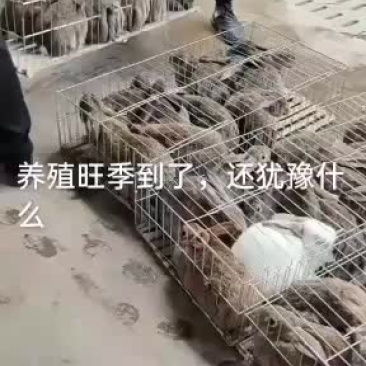 你养殖我回收帮你发家致富咱们场免费提供笼子饲料