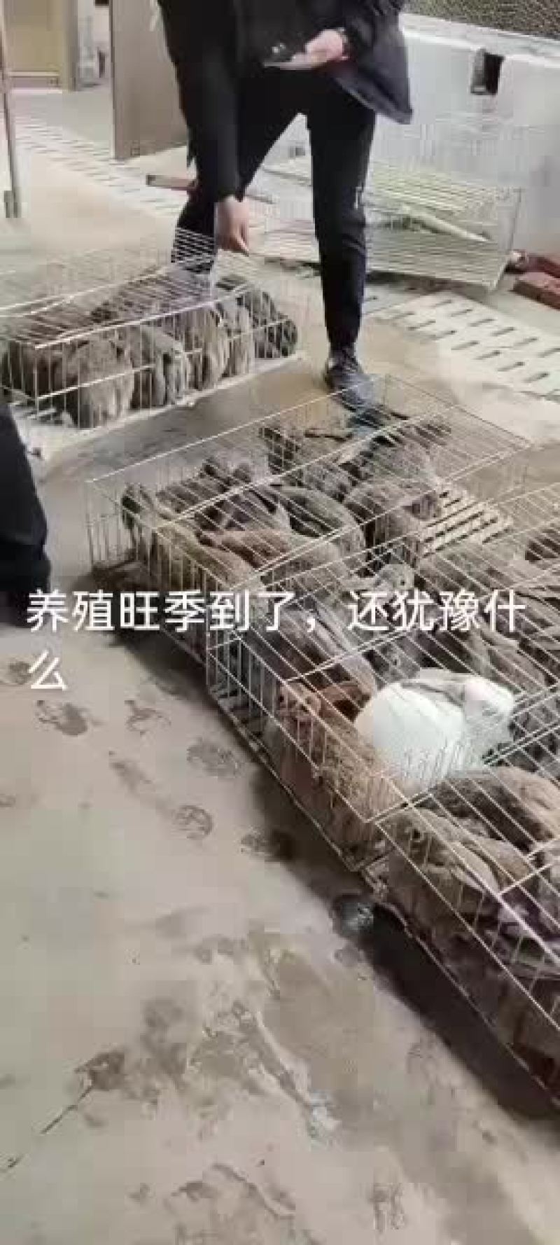 你养殖我回收帮你发家致富咱们场免费提供笼子饲料