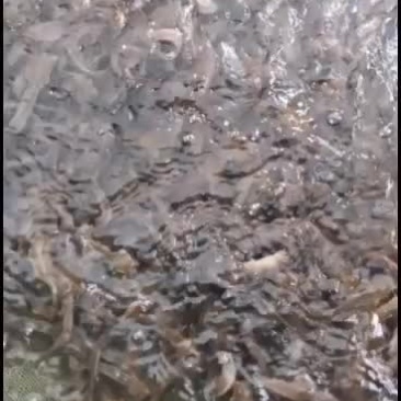三黄塘角鱼苗大量出售