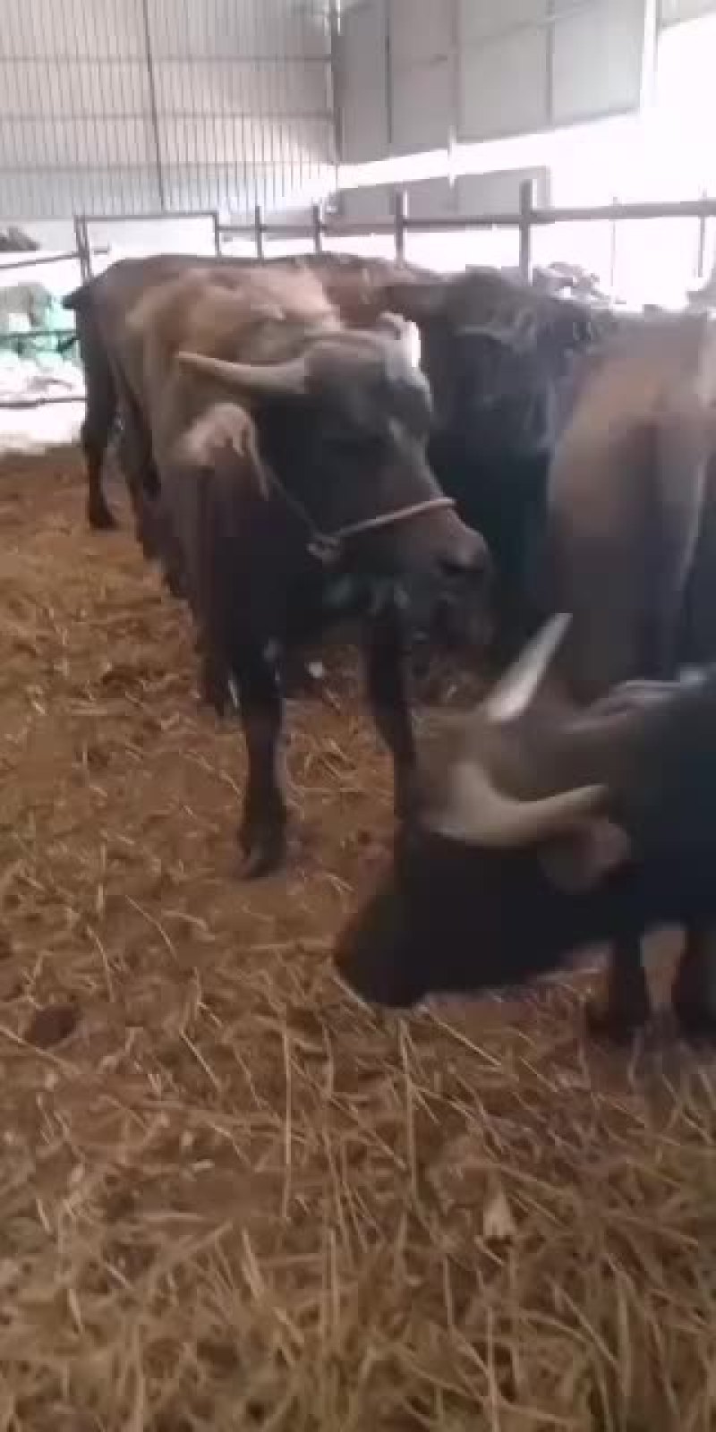 孟拉小牛，小牛犊，养殖小牛都是散养的，适合育费，一手货源