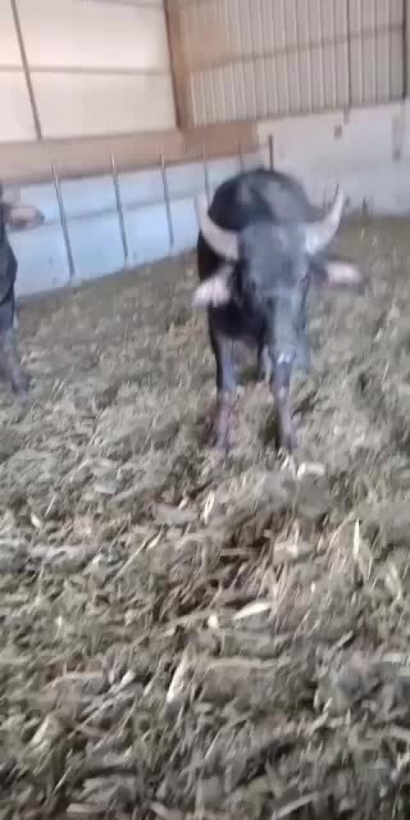 孟拉小牛，小牛犊，养殖小牛都是散养的，适合育费，一手货源