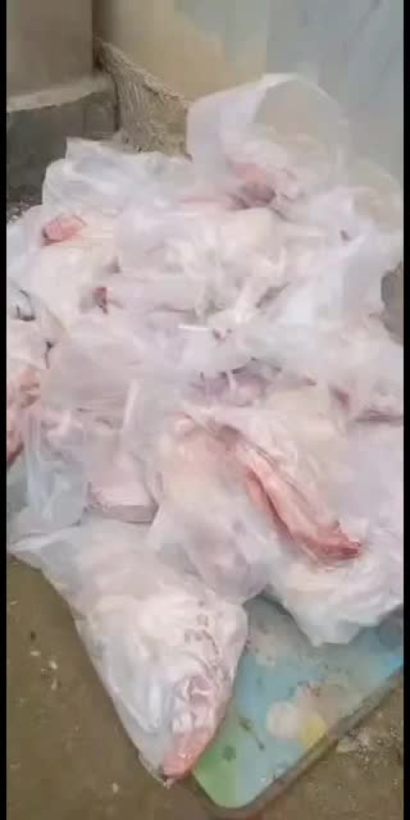 羊白条，鲜羊肉，纯干无水。全国配送，需要的联系
