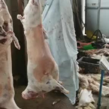 羊白条，鲜羊肉，纯干无水。全国配送，需要的联系
