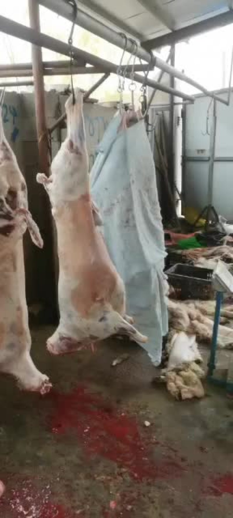 羊白条，鲜羊肉，纯干无水。全国配送，需要的联系