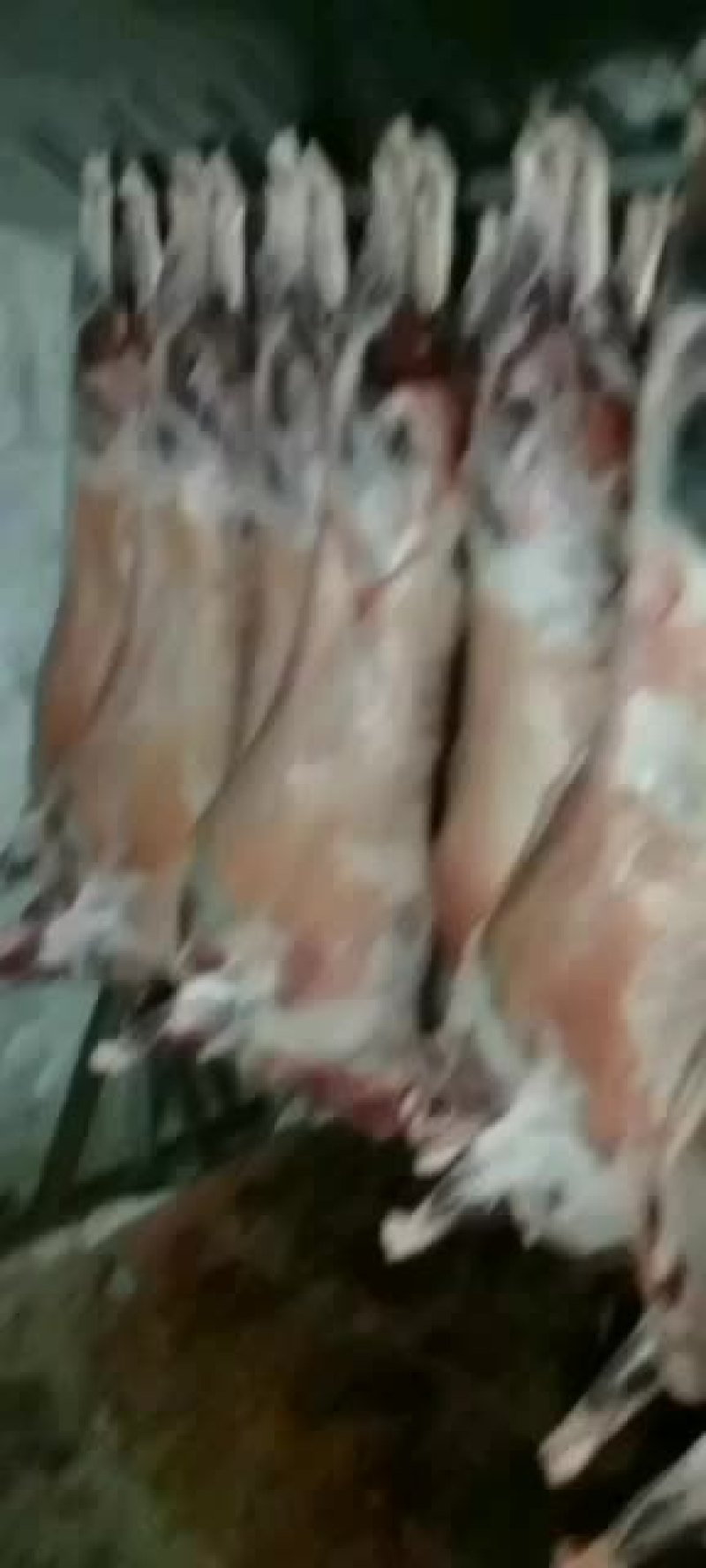 羊白条，鲜羊肉，纯干无水。全国配送，需要的联系