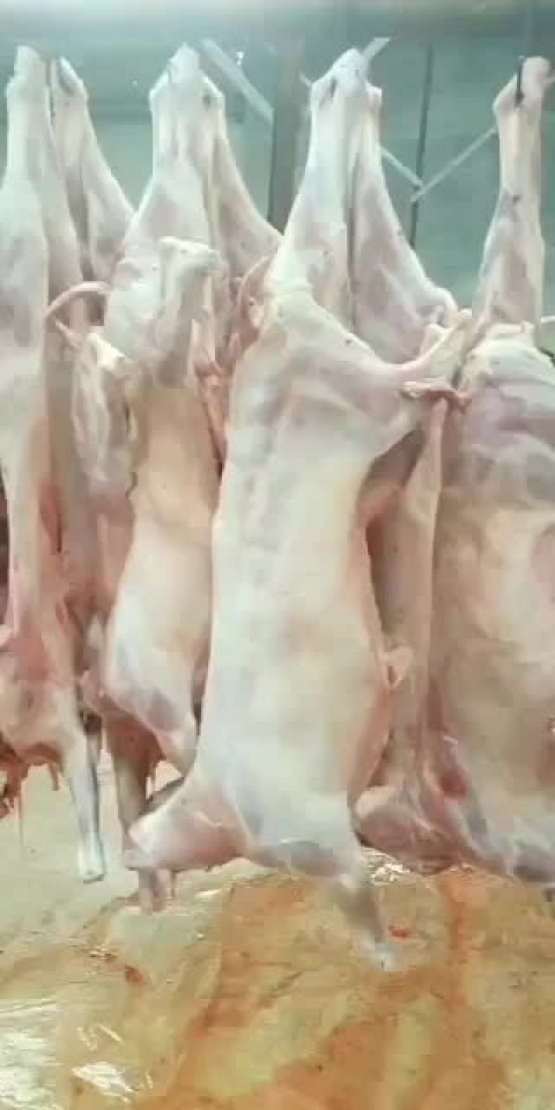羊白条，鲜羊肉，纯干无水。全国配送，需要的联系