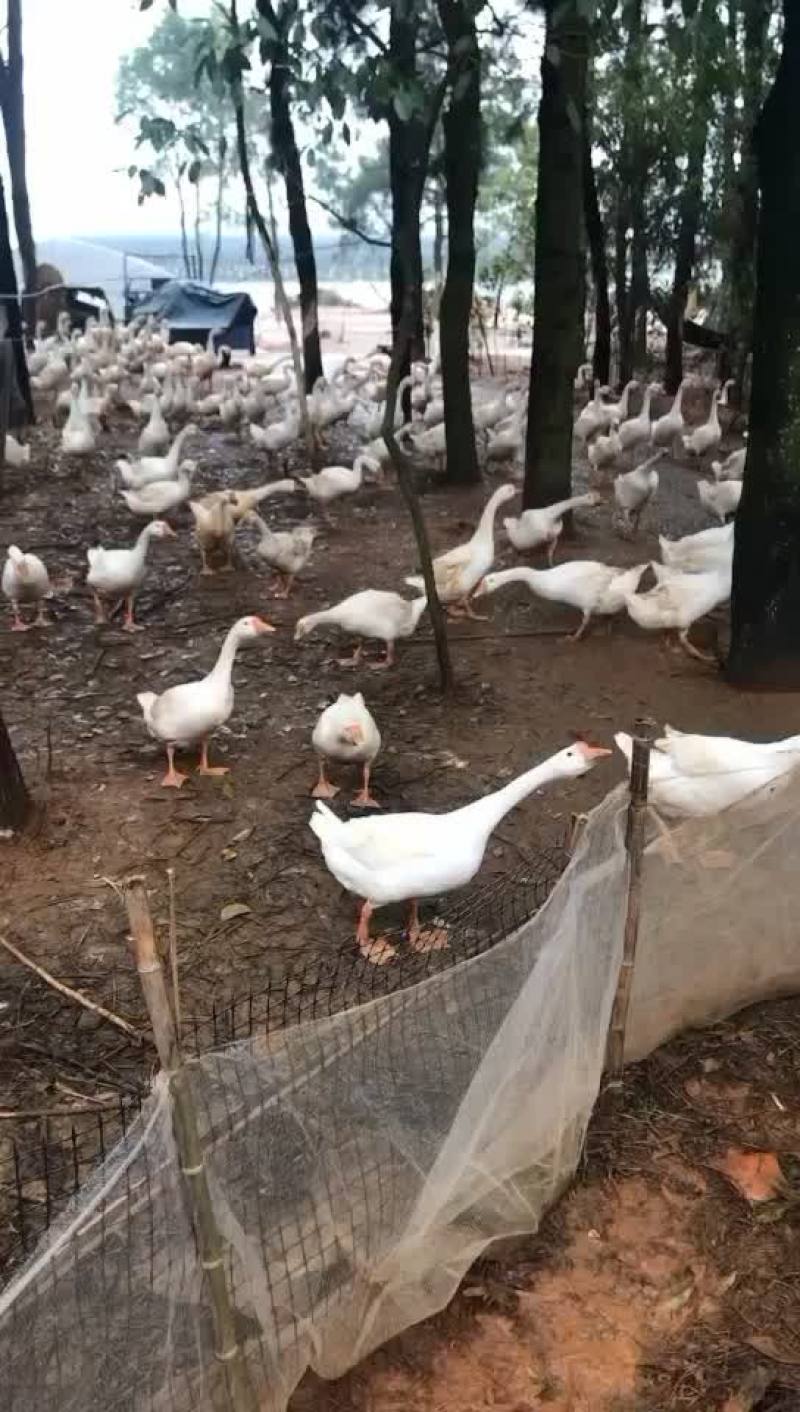自家农场养殖十多年，长期有各种鹅。欢迎来咨询