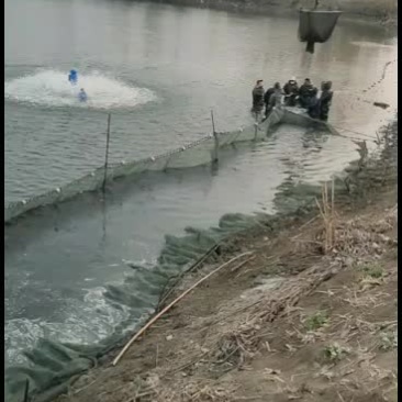 淡水鱼类，黑鱼苗出售，欢迎前来预定