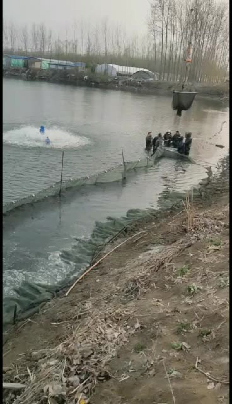 淡水鱼类，黑鱼苗出售，欢迎前来预定
