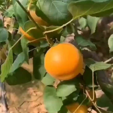 现货山西新鲜现摘大黄杏