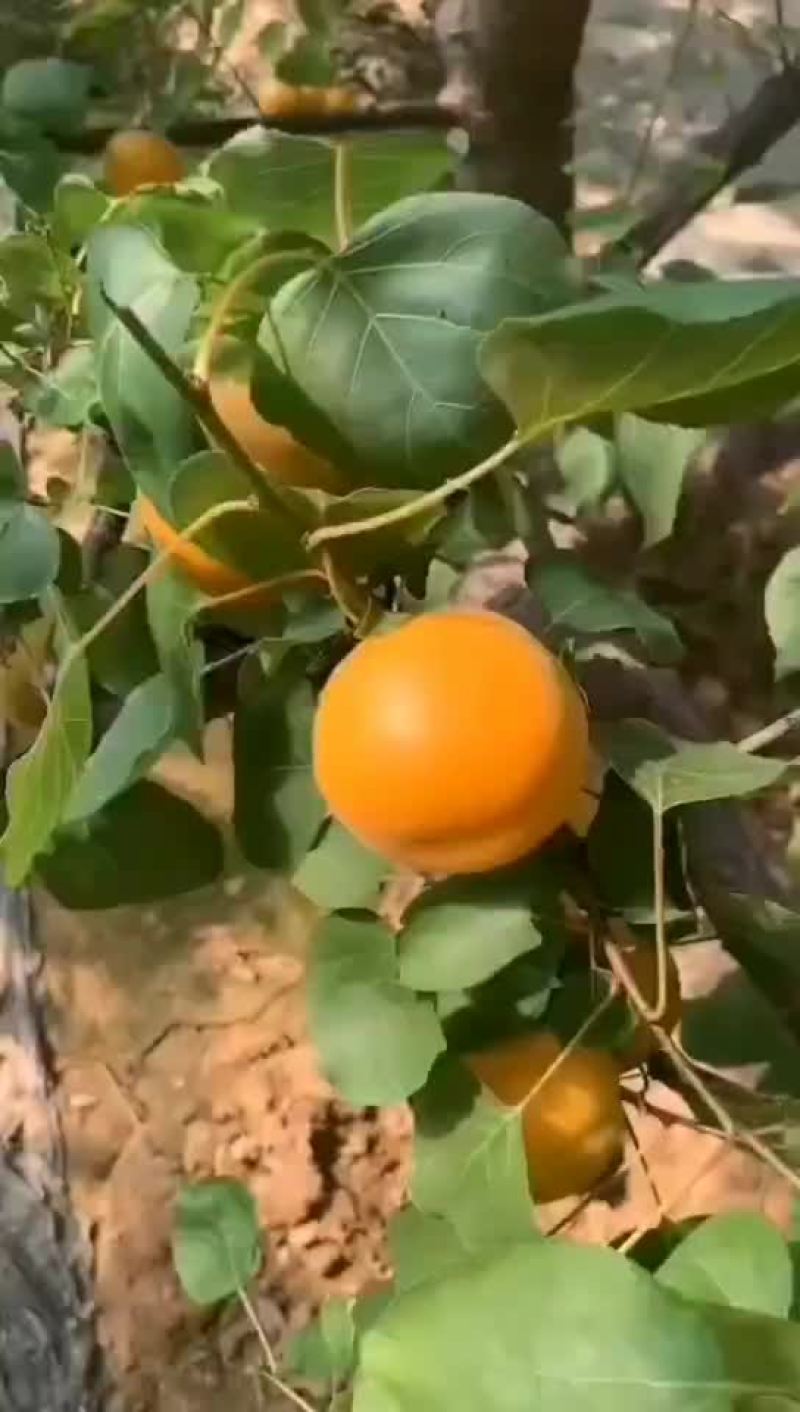 现货山西新鲜现摘大黄杏