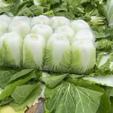 矮颗箬春春菜大量上市