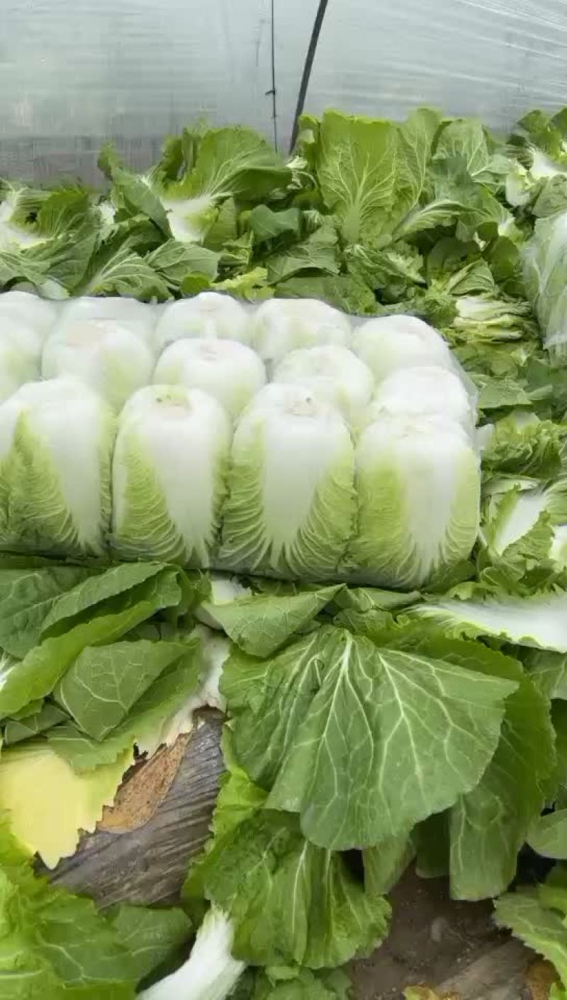 矮颗箬春春菜大量上市