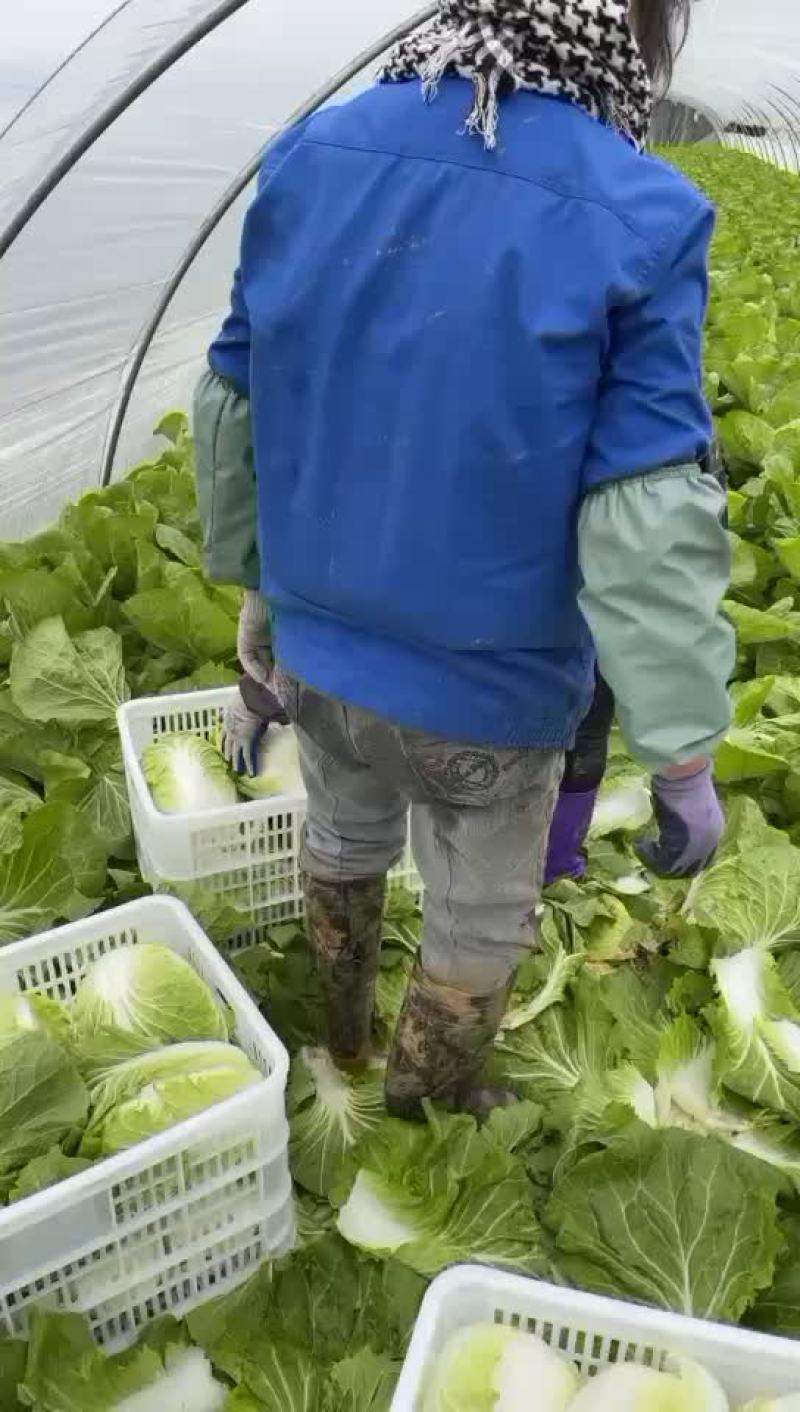 矮颗箬春春菜大量上市