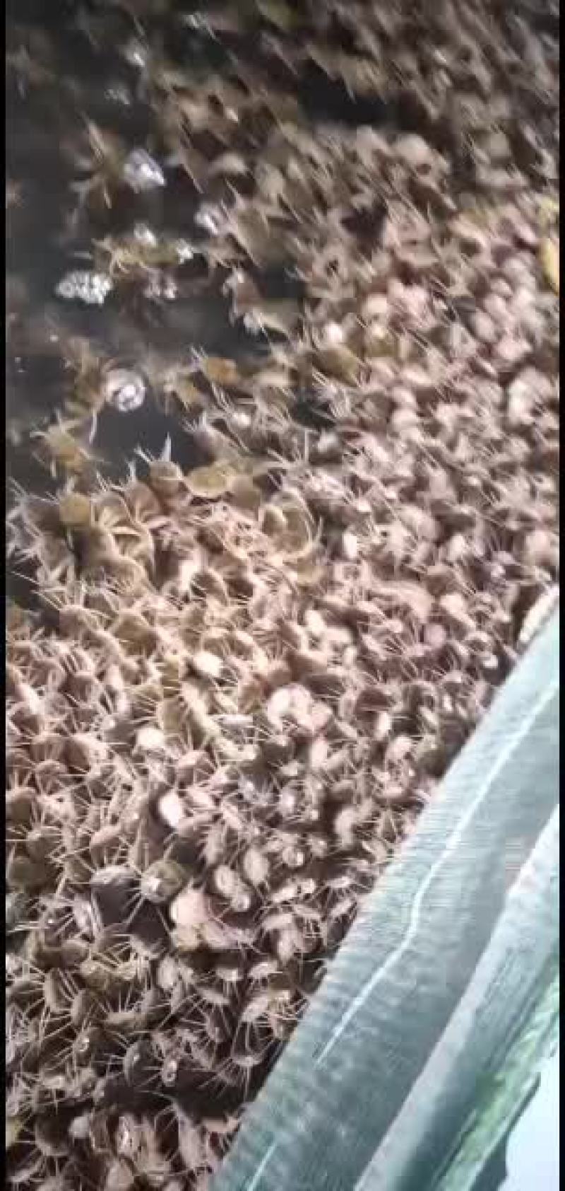 黄颡鱼苗准备装车发货